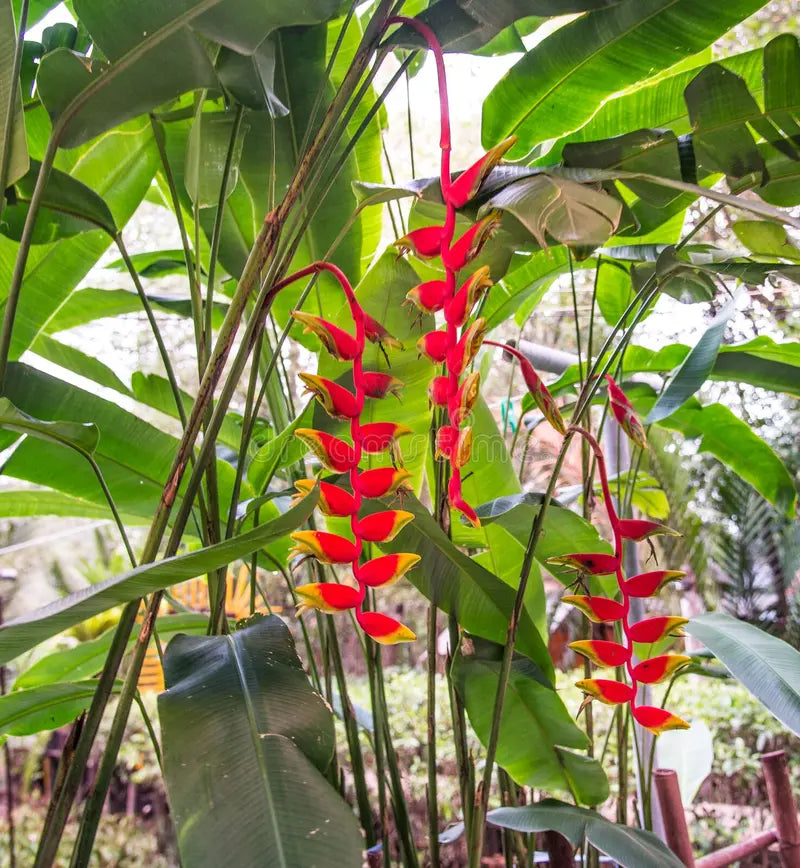 Heliconia