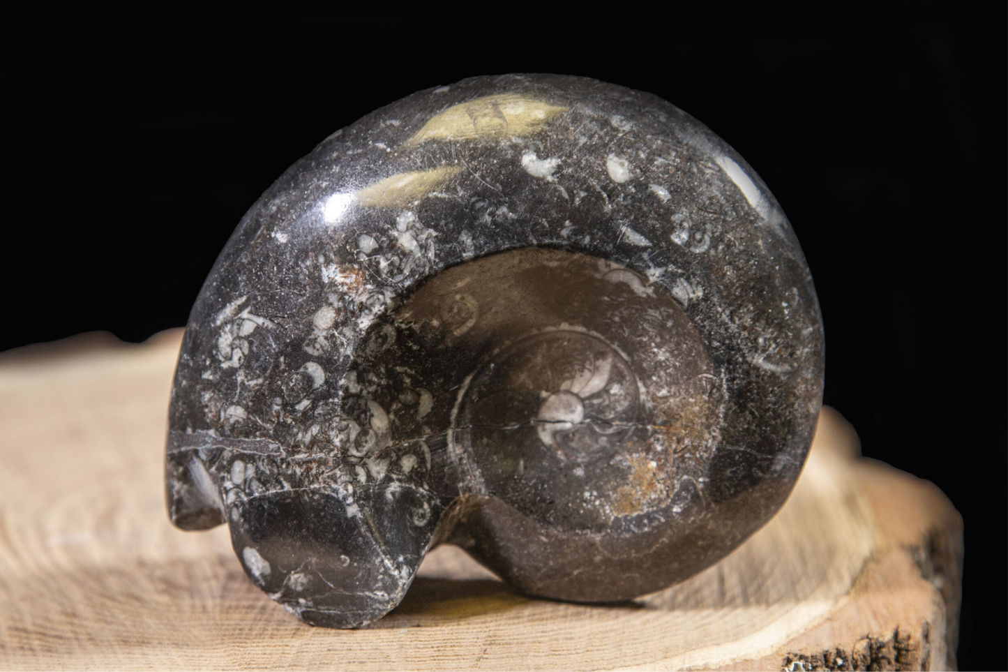 Fossil Ammonite