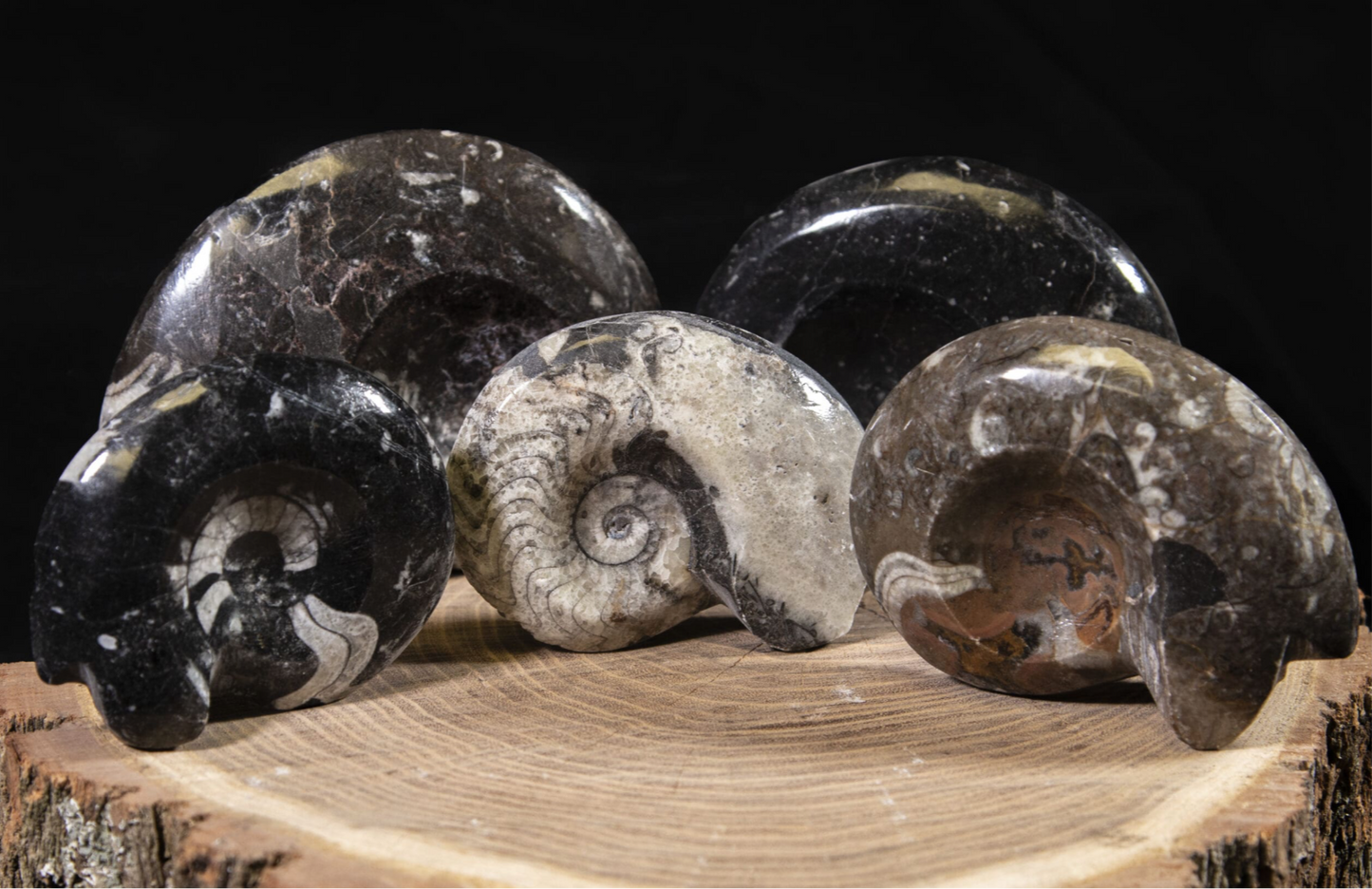 Fossil Ammonite