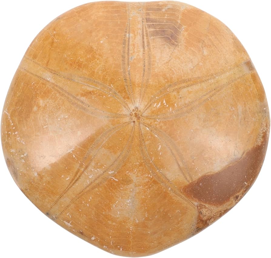 Starfish Fossil